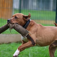 LAIKO, chien à adopter