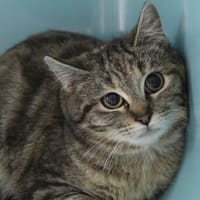 aurora, chatte à adopter