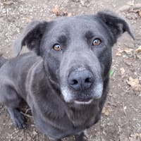 Bandit, chien à adopter