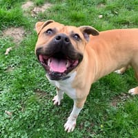Piment, chien à adopter