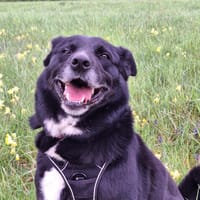 CHIPIE, chienne à adopter