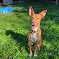 UNIX, chien à adopter
