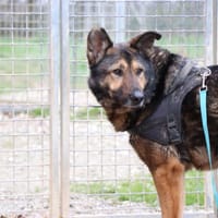 BHALOO CHAO11667, chien à adopter