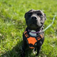 RITA, chienne à adopter