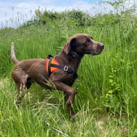 TURBO, chien à adopter