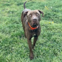 MARSEL, chien à adopter