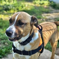 Fox, chien à adopter