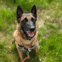 Kaz, chien à adopter