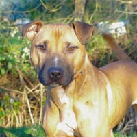 BUCK PAA22723, chien à adopter