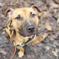 BUCK PAA22723, chien à adopter