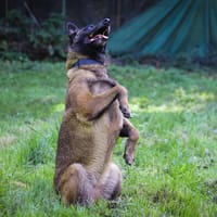 Olia, chienne à adopter