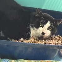 JAFAR, chat à adopter