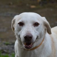 ZOUZA, chienne à adopter