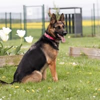 SHAY, chienne à adopter