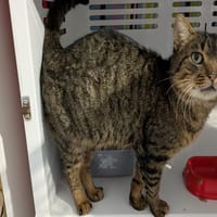 MOTDOUX, chat à adopter