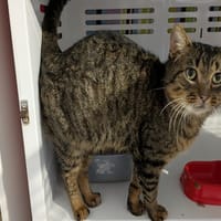 MOTDOUX, chat à adopter