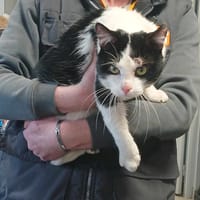 SALTO, chat à adopter