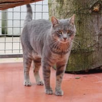 Uno pab27164, chat à adopter