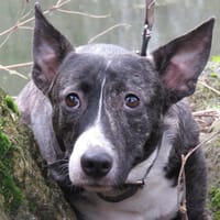 PEPETTE, chienne à adopter