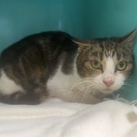 TINA, chatte à adopter
