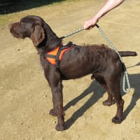corti, chien à adopter