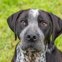 AIKO HAA24449, chien à adopter