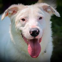 Black, chien à adopter