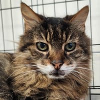 GRAVITY QCT (réservé), chat à adopter