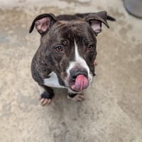 COCO, chien à adopter