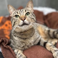 MOÏSE, chat à adopter