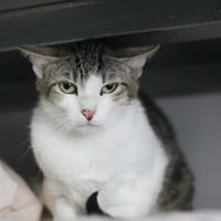 Valentina, chatte à adopter