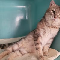 Loukoum, chat à adopter