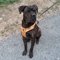 Nacio, chien à adopter