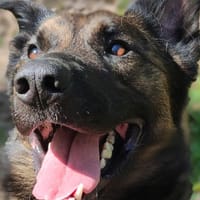 TOMY, chien à adopter