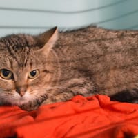 Mimine Cab3650, chatte à adopter