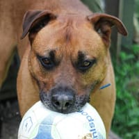 Tyson, chien à adopter