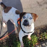Roxy, chienne à adopter