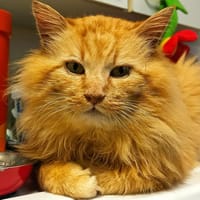Haku, chat à adopter