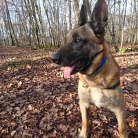 FALCKO CN, chien à adopter