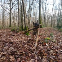 FALCKO CN, chien à adopter