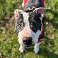 BEAUTE OAA19746, chienne à adopter