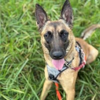 INDIA, chienne à adopter
