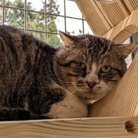 APERICUBE QCT, chat à adopter
