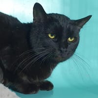 ANGO CHA, chat à adopter