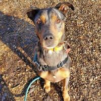 BOB PAA22596, chien à adopter