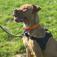 VICTOIRE, chienne à adopter