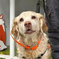 MAXOU, chien à adopter