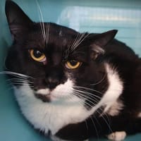 AKA CHA, chat à adopter