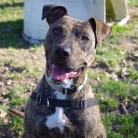 SAIAN, chien à adopter