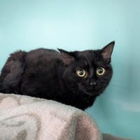 LILOU, chatte à adopter